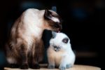 erfahren sie alles über die richtige katzenpflege, von der ernährung bis zur gesundheitsvorsorge, um sicherzustellen, dass ihr fellfreund ein glückliches und gesundes leben führt.